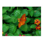 Butterfly Postcard