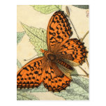 Butterfly Postcard