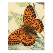 Butterfly Postcard