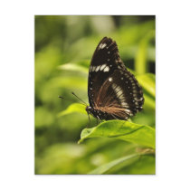 Butterfly postcards