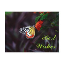 Butterfly postcards