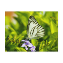 Butterfly postcards