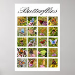 Butterfly poster posters