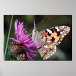 Butterfly posters