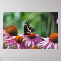 Butterfly Poster posters