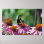 Butterfly Poster posters