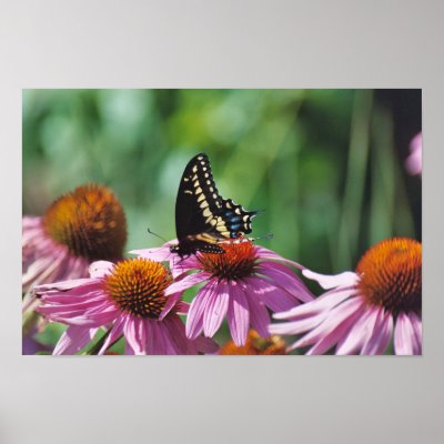 Butterfly Poster by Captain_Panama