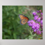 Butterfly Poster