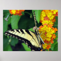 Butterfly Posters