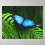 butterfly posters
