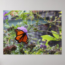 Butterfly Print