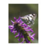 butterfly&purple flower postcards