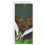 Butterfly rack cards