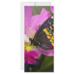 Butterfly rack cards