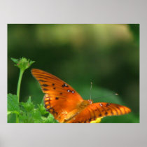 Butterfly series posters