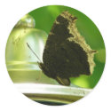 butterfly stickers