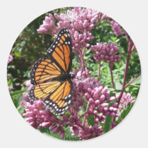 Butterfly Sticker