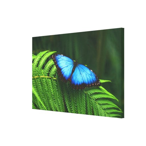 butterfly stretched canvas print