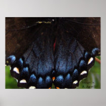 Butterfly Tail Posters