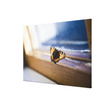 Butterfly trying to get out, Sweden. Gallery Wrap Canvas