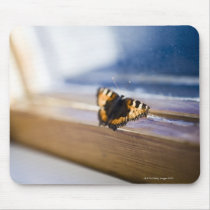 Butterfly trying to get out, Sweden. Mouse Mats
