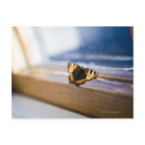 Butterfly trying to get out, Sweden. Postcards