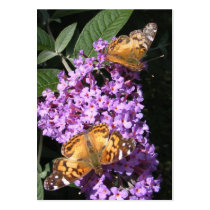 Butterfly Twins ~ ATC Business Card Templates