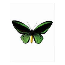 Butterfly unique design! post cards