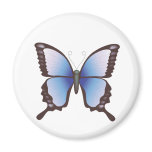 Butterfly: Vector Illustration: magnets