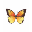 Butterfly: Vector Illustration: t-shirts