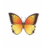 Butterfly: Vector Illustration: t-shirts