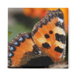 Butterfly Wing Magnet