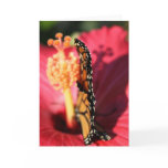 Butterfly with Folded Wings cards