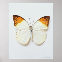 Butterfly with wingspread, found in regions of Asi Posters
