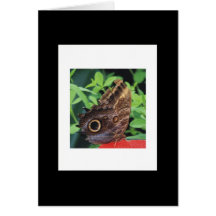 Butterflys and Moths Cards