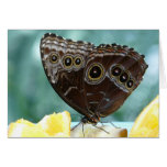 Butterfly's Eyes-Blank Card