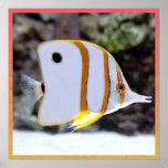 Butterflytfish Poster posters