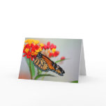 Butterly & Flower Designer Note Cards