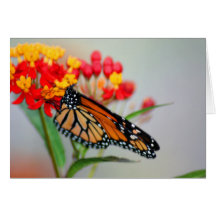 Butterly & Flower Designer Note Cards