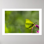 Butterly posters