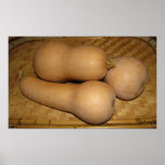 Butternut Squash Posters