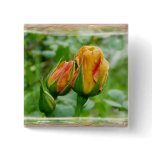 Butterscotch rose - Button