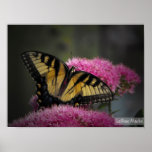 Butteryfly Photo Print