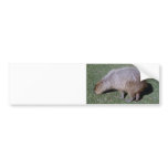 Buttocks of the Capybara-1 bumper stickers