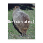 Buttocks of the Capybara-1 postcards