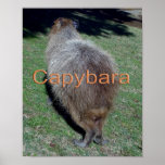 Buttocks of the Capybara-2 posters