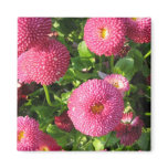 Button asters - Magnet