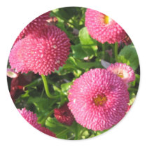 Button asters - Sticker