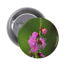Button Blazingstar