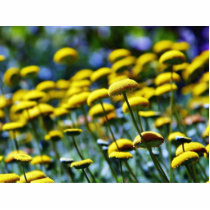 Button Flowers Yellow Photo Sculptures